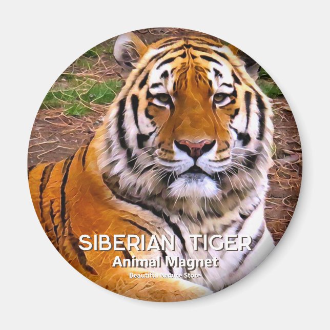 Imã Tigre Siberiano (Frente)