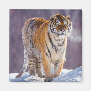 Imã Tigre siberiano na neve, China