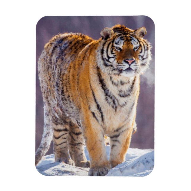 Ímã Tigre siberiano na neve, China (Vertical)