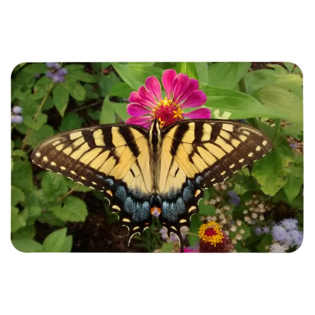 Ímã Tigre Swallowtail Butterfly 4"x6" Magnet (Horizontal)