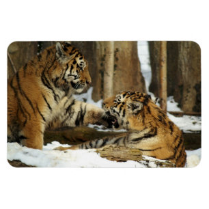 Ímã Tigres