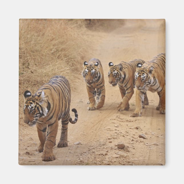 Imã Tigres de Bengala (Frente)