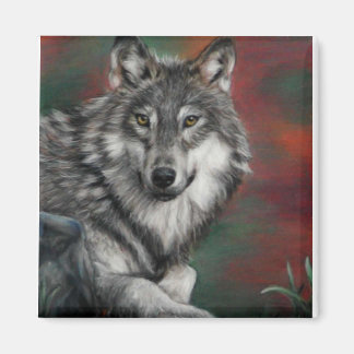 Imã Timber wolf in autumn woods resting