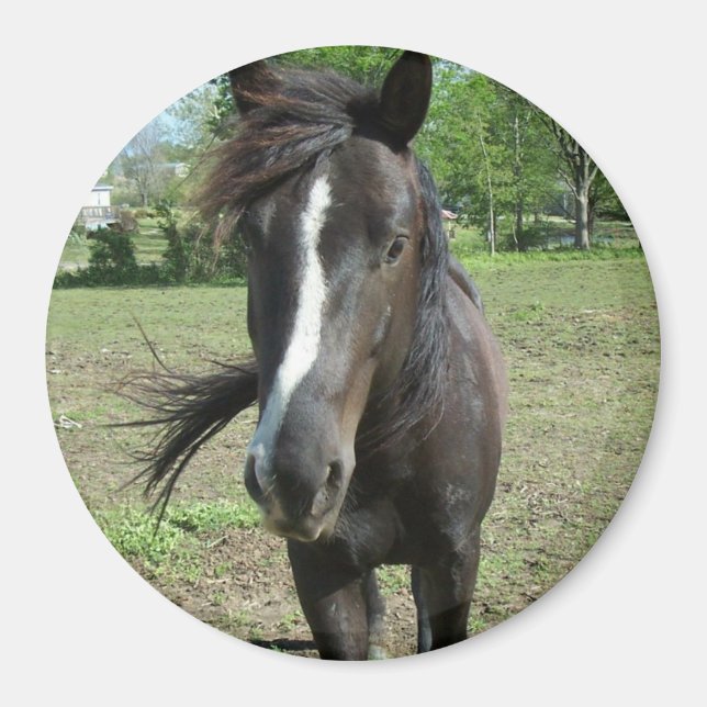 Imã Tinta do Cavalo (Frente)