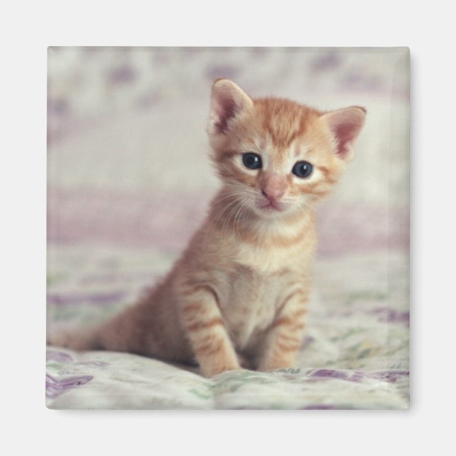 Imã Tiny Ginger Kitten (Frente)