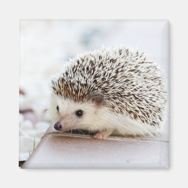 Imã Tiny Hedgehog (Frente)
