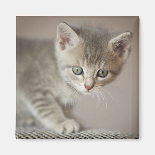 Imã Tiny Kitten (Frente)