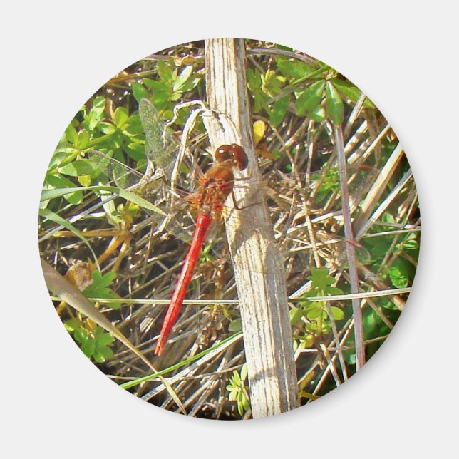 Imã Tiny Red Dragonfly em novembro (Frente)