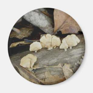 Imã Tiny Shelf Fungus no Log Magnet