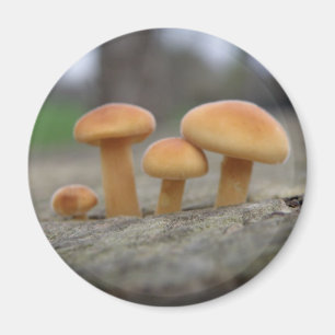 Imã Tiny Toadstools Macro Magnet