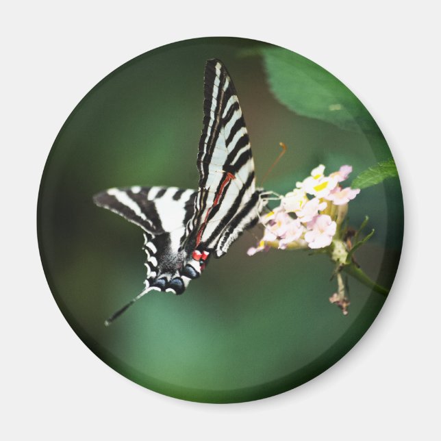 Imã Tiny Zebra Magnet (Frente)