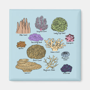 Imã Tipos De Coral
