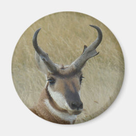Imã Tiro na Cabeça de Antílope Bighorn A5