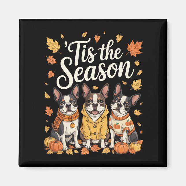 Imã Tis The Season Boston Terrier Fall Autumn Pumpkin  (Frente)