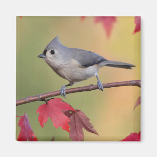 Imã Titmice adornados