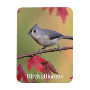 Ímã Titmice adornados