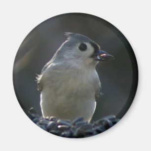 Imã Titmouse adornado