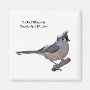 Imã Titmouse adornado