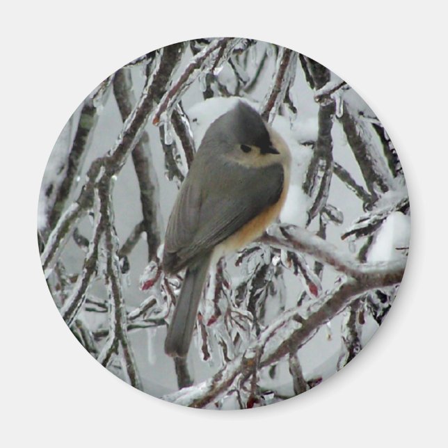 Imã Titmouse tufado (Frente)