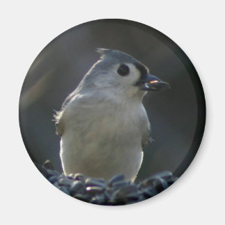 Imã Titmouse tufado
