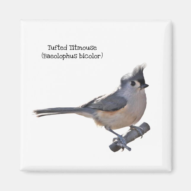 Imã Titmouse tufado (Frente)