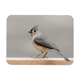 Ímã Titmouse tufado