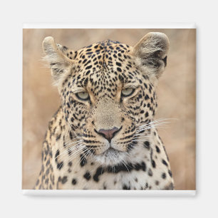 Imã Tlalamaba Princesa Djume fêmea do leopardo