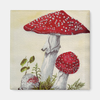 Imã Toadstool