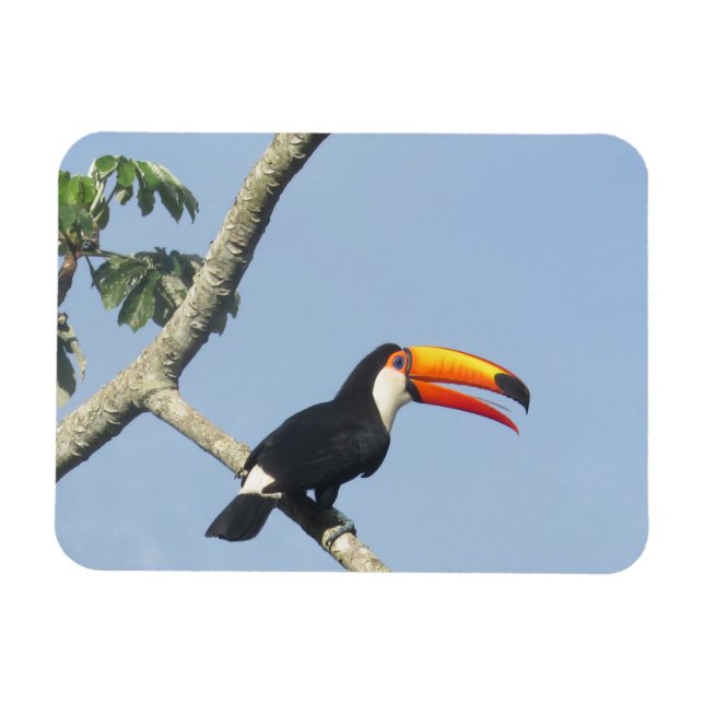 Ímã Toco Toucan Magnet (Horizontal)