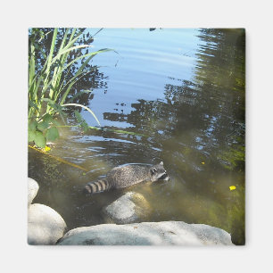 Imã Tomar um Dip Raccoon