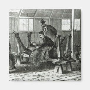 Imã Tomar vírus do vitelo