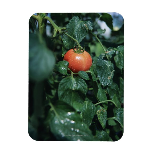Ímã Tomate (Vertical)