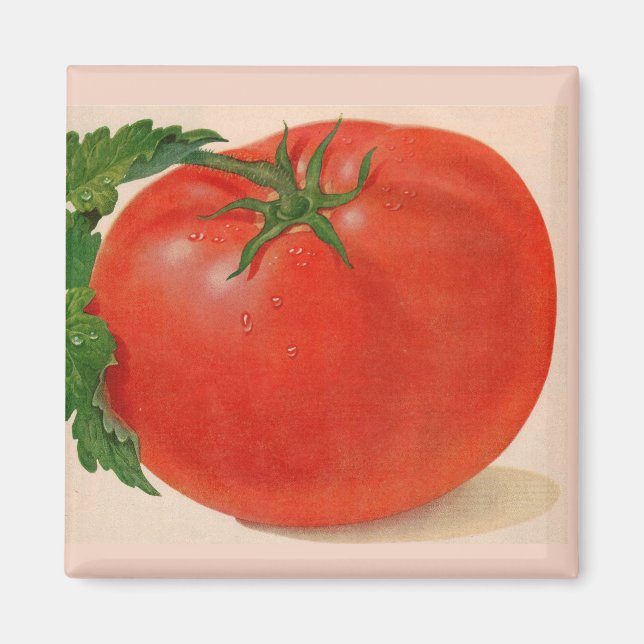 Imã Tomate excelente BIG suculento (Frente)