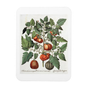 Ímã Tomates e melões: luteo do fructu dos amoris