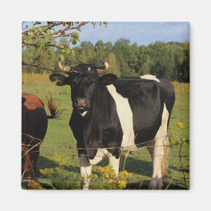 Imã Tome a Bull pelos chifres