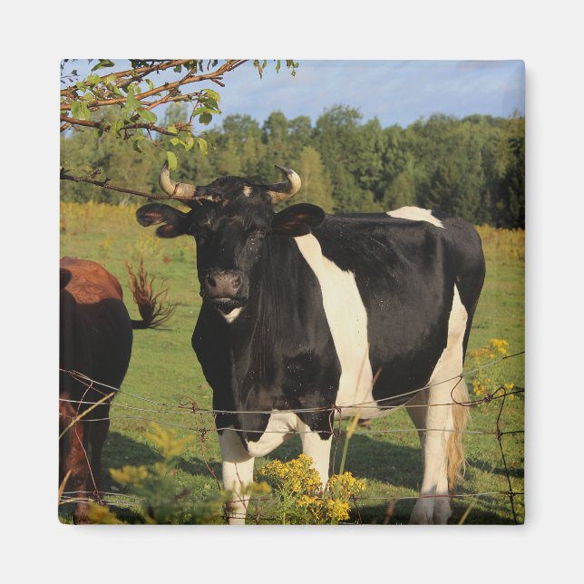 Imã Tome a Bull pelos chifres (Frente)