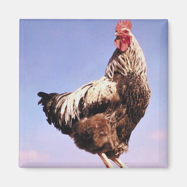 Imã Top Rooster (Frente)