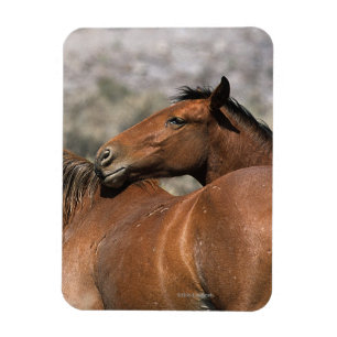 Ímã Toque selvagem dos cavalos do mustang