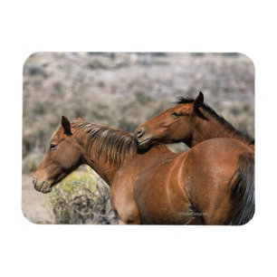 Ímã Toque selvagem dos cavalos do mustang