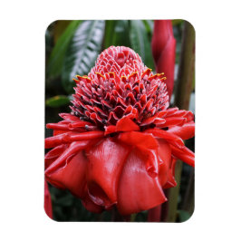 Ímã Torch Ginger