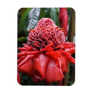Ímã Torch Ginger