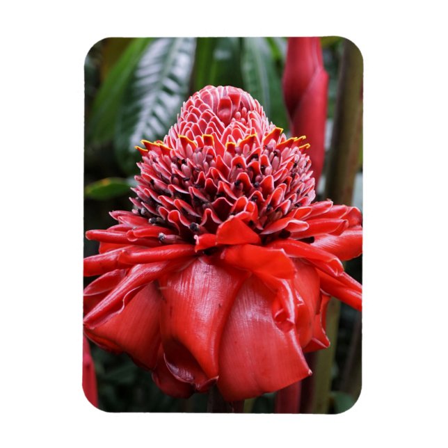 Ímã Torch Ginger (Vertical)