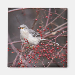 Imã Tordo dos remedos do norte