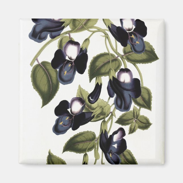 Imã Torenia Asiatica pulcherrima (Frente)