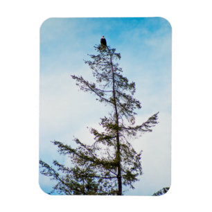 Ímã Torre de monitoração