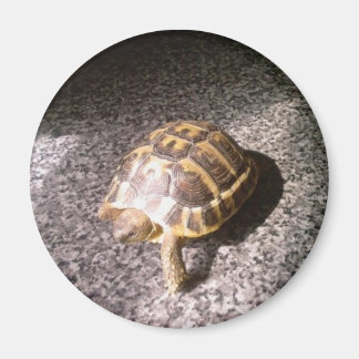 Imã Tortoise
