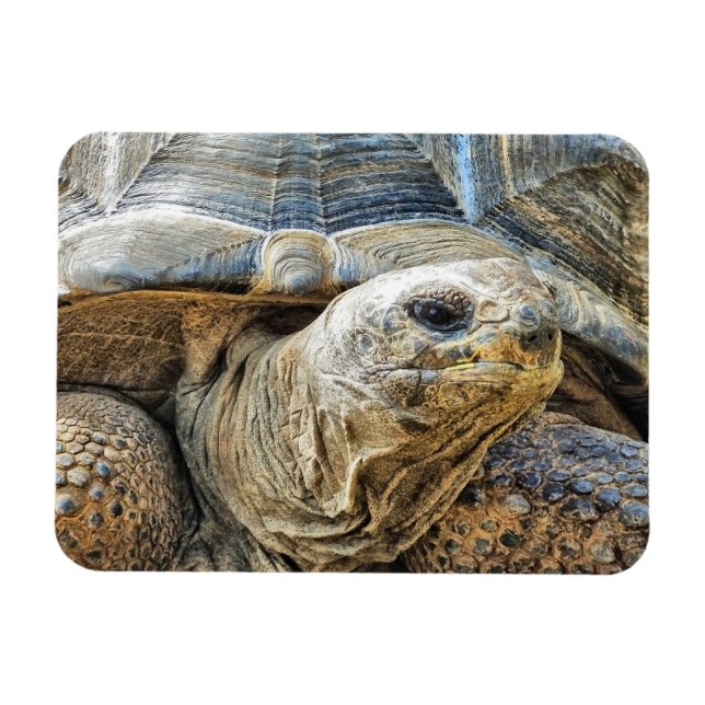 ÍMÃ TORTOISE (Horizontal)