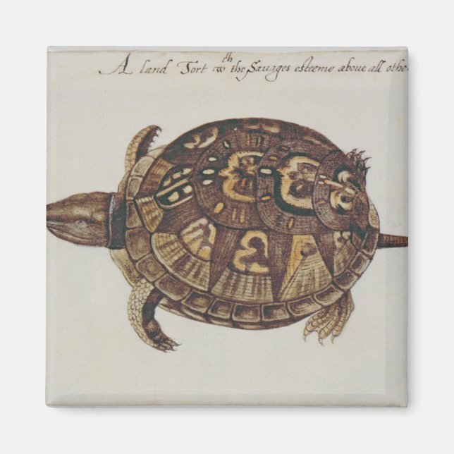 Imã Tortoise de Caixa Comum (Frente)