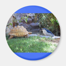 Tortoise e amigos do Blue Jay