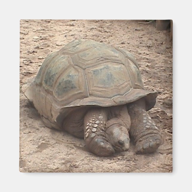Imã Tortoise Magnet (Frente)